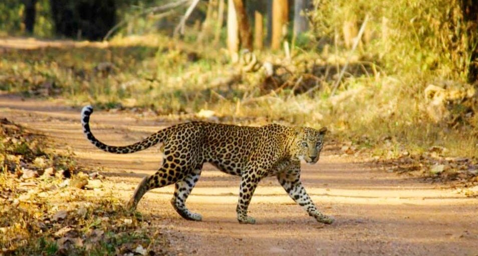 New Nagzira Wildlife Sanctuary